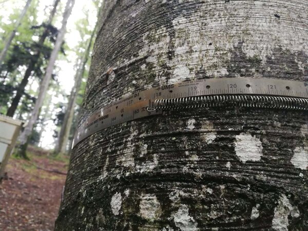 Maßband an einem stehenden Baumstamm zur Ermittlung des Stammumfangs