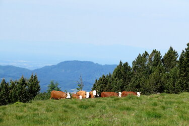 Grindenbeweidung im Nationalpark Schwarzwald mit Schwarzwälder Hinterwälder Rindern