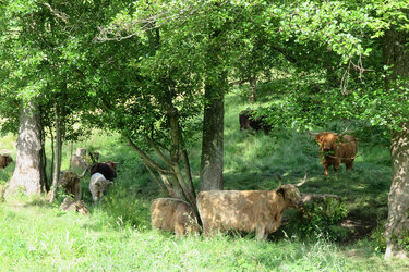 Highland Cattle auf der Weide