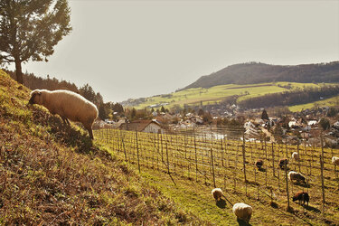Schafe weiden im Weinberg