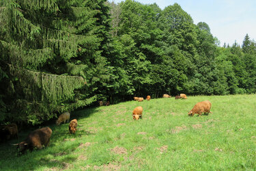 Highland Cattle auf der Weide