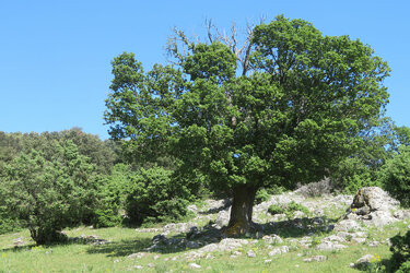 Blick auf einen solitären Baum