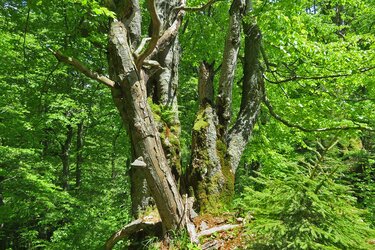 Blick auf Totholz in einem Buchenwald