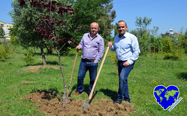 Zwei Mitarbeiter der Agricultural University of Tirana stehen mit Spaten vor einem frisch gepflanzten Baum 