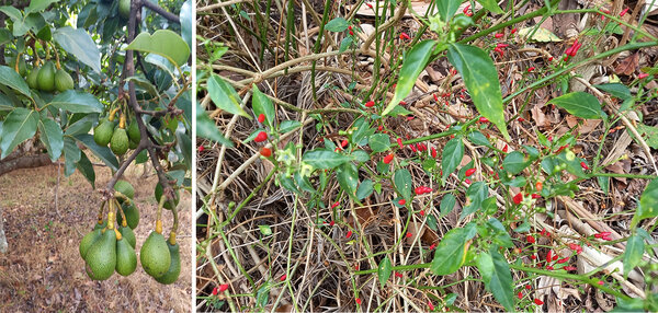 Avocado- (links) und Chilipflanze (rechts) in Burundi
