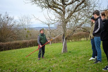 Ein Baumpfleger erläutert den Studierenden den Baumschnitt