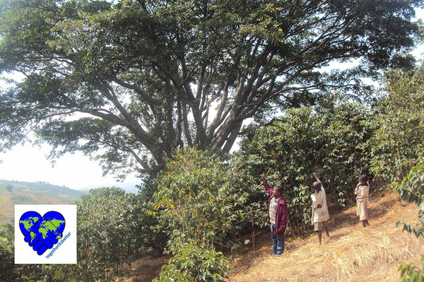 Blick auf einen Kaffeeschattenbäume in Burundi