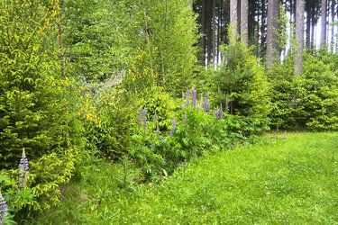 Blick auf eine Waldlichtung