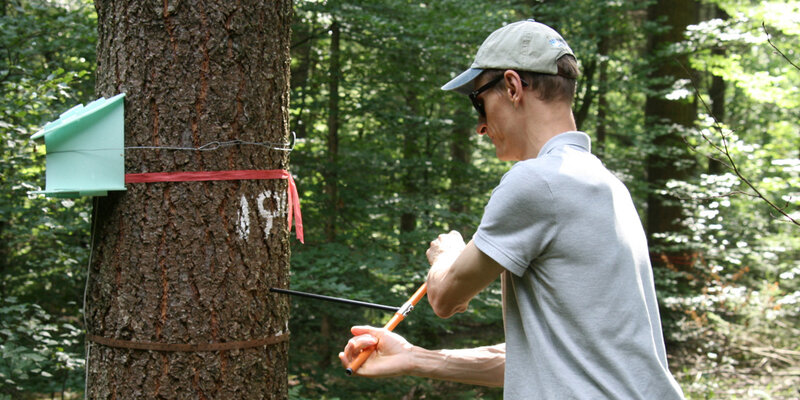 Forscher führt Bohrung am stehenden Baum durch