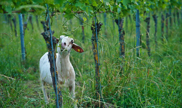 Ein Schaf weidet im Weinberg