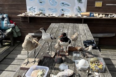 Vogelpräparate