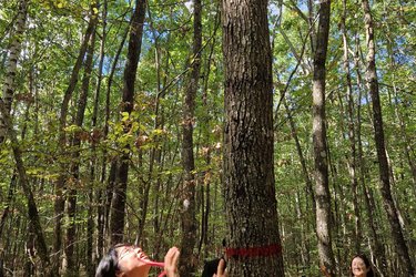 Studierende markieren Bäume im Wald