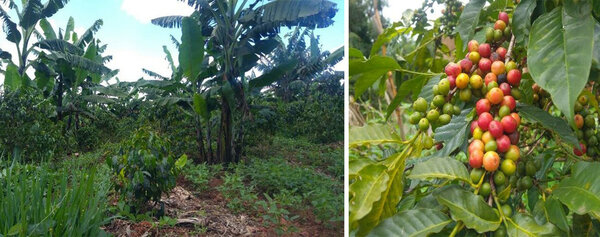 Agroforstlicher Kaffee-Anbau, Kaffee und andere Zwischenkulturen (links) & Kaffeepflanze (rechts)