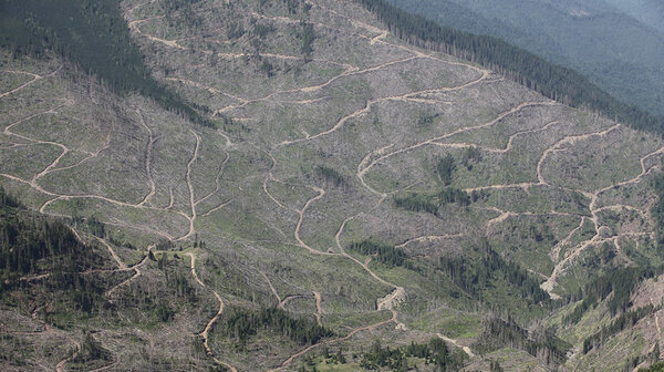 Das Foto von 2015 zeigt einen Kahlschlag im Fogaras-Gebirge. Mehrere tausend  Hektar alter, naturnaher Wälder fielen hier illegalen Einschlägen zum Opfer.  (Foto: Christoph Promberger, Fundatia Conservation Carpathia)