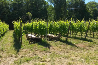 Schafe weiden im Weinberg