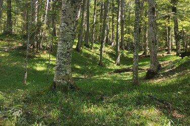 Blick in ein Wald