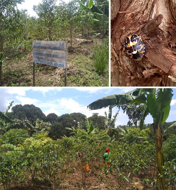 Versuchsgelände der ISABU in Kayanza (oben links & unten) und Bild einer Anthesia Wanze (oben rechts)