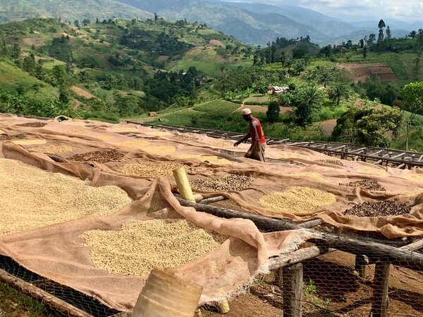 Kaffeeernte in einer COCOCA Kooperative in Burundi. Die Bohnen liegen zum trocknen aus
