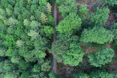 Drohnenaufnahme von oben auf das Kronendach im Versuchs- und Lehrwald. Ein Weg führt durch den Wald.