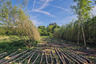 Gefällte Pappeln in einer Kurzumtriebsplantage