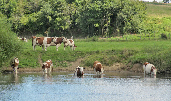 Kühe weiden an einem Fluss