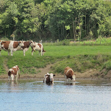 Kühe weiden an einem Fluss