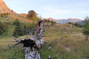 Blick auf einen auf dem Boden liegenden zerfallen Baumstamm in einer Gebirgslandschaft