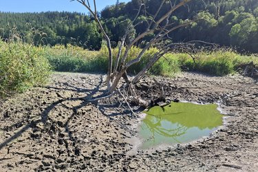 Fast vollständig ausgetrockneter Bibersee
