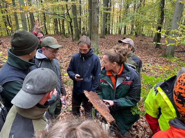 Lydia Burkhardt (RLP) hält das Brutbild eines Eichenprachtkäfers (Agrilus biguttatus) in der Hand