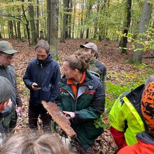 Lydia Burkhardt (RLP) hält das Brutbild eines Eichenprachtkäfers (Agrilus biguttatus) in der Hand