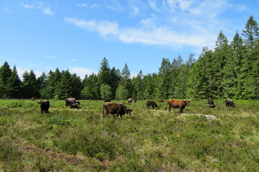 Grindenbeweidung im Nationalpark Schwarzwald mit Heckrindern