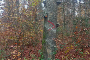 Ein Baum im Wald mit Baumpilzen