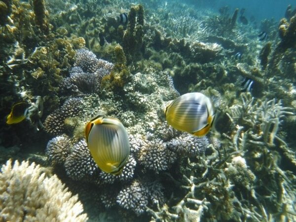 Fische im Korallenriff