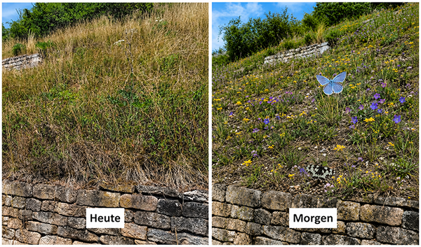 Magerrasen vorher nachher Hotspot Spitzberg