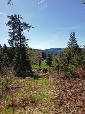 Blick über eine Kahlfläche im Wald