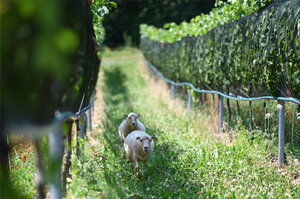 Zwei Schafe laufen durch den Weinberg