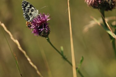 Nahaufnahme eines Schmetterlings auf einer Blume