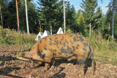 Ein Schwein auf einer großen Freifläche