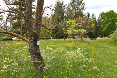 Blick in das Arboretum