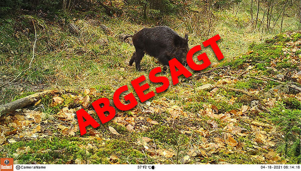 Wildschwein in herbstlichen Wald
