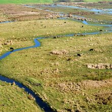 Drohnenaufnahme mit Blick auf eine weitläufige Weide, die von einem kleinen Fluss durchzogen wird