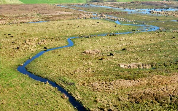 Drohnenaufnahme mit Blick auf eine weitläufige Weide, die von einem kleinen Fluss durchzogen wird