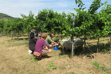 Kamerateam filmt Schafe im Weinberg