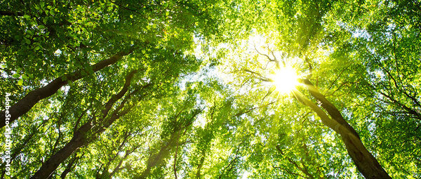 Blick in ein Kronendach im Laubwald. Die Sonne scheint von oben hindurch