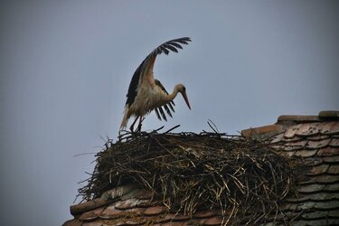 Weißstorch bei der Landung in seinem Nest, das sich typischerweise auf einem bewohnten Haus befindet