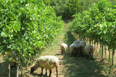 Im Weinberg fressende Schafe