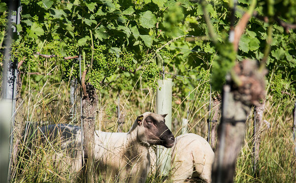 Schafe im Weinberg