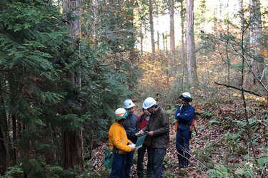 Eine Gruppe von Forstexperten im Wald