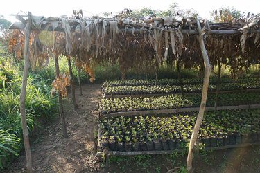 Baumschule in Burundi