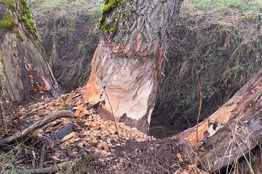 Ein vom Biber angenagter Baum